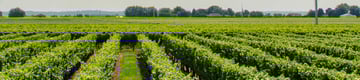 Quand les agriculteurs et leurs cultures tombent dans le panneau (solaire)