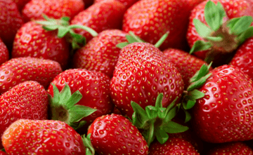 De bons résultats pour les fraises sous installations agrivoltaïques de Dardilly