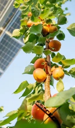 abricots-agrivoltaisme