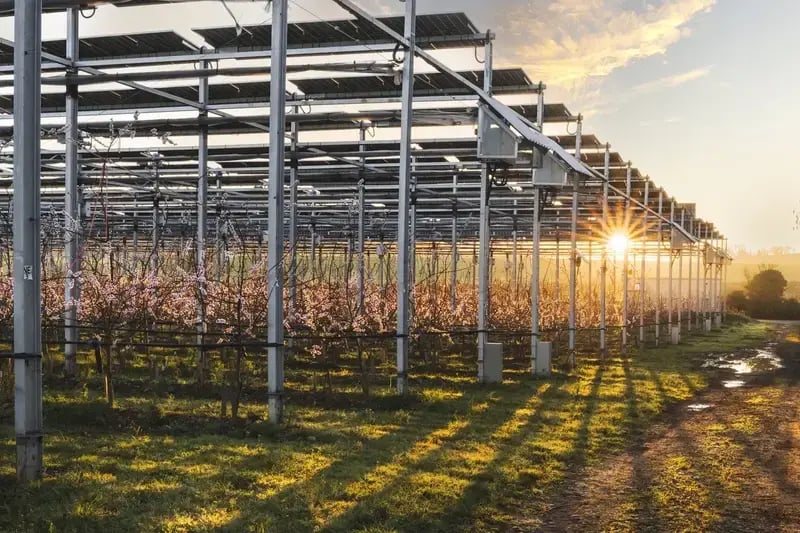 Levé de soleil sur une parcelle agrivoltaïque en arboriculture