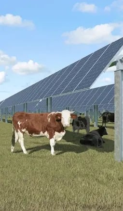 vache-agrivoltaisme-elevage