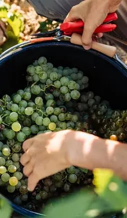 vendanges-raisin-blanc