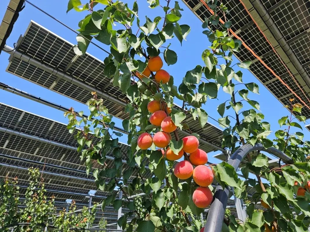 abricots-agrivoltaisme