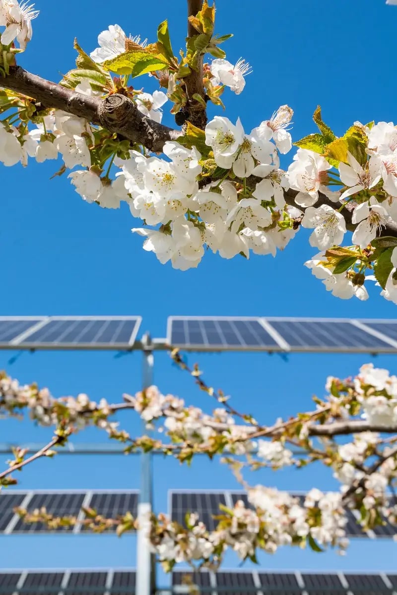 floraison-cerisiers-agrivoltaisme