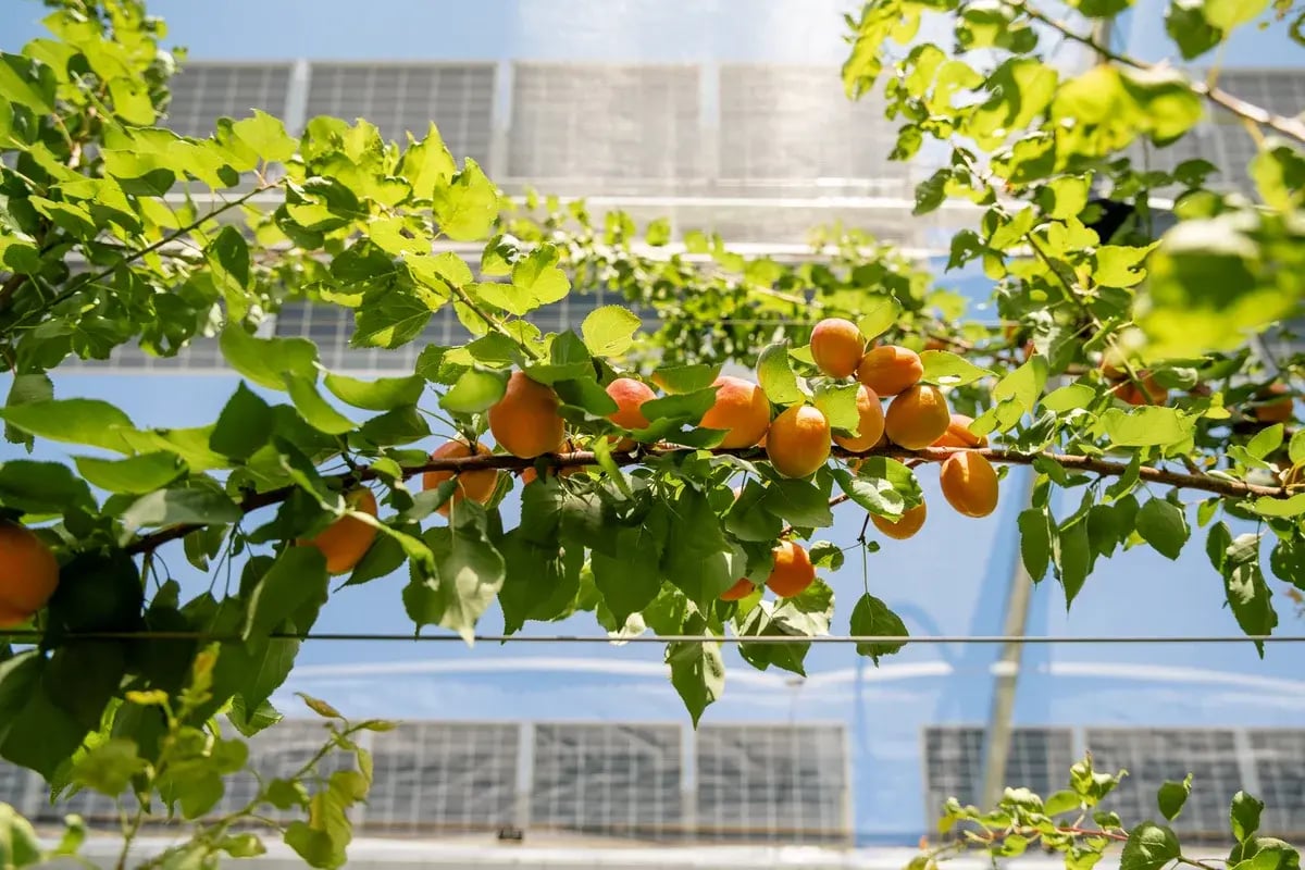 recolte-abricots