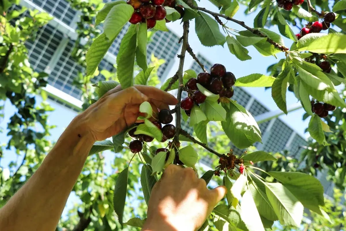 recolte-cerises-agrivoltaisme