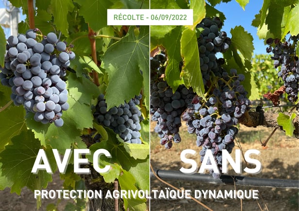 Comparatif vignes protégées et vignes témoins