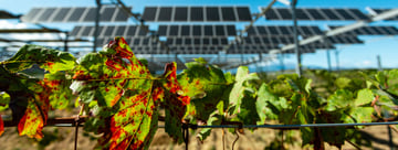 Sun’Agri, pionnier de l’agrivoltaïsme, confirme sa position de leader sur le marché lors des résultats de l’Appel d’Offres Innovation de la CRE !