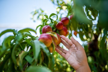 Agriculture et changement climatique : un défi à relever