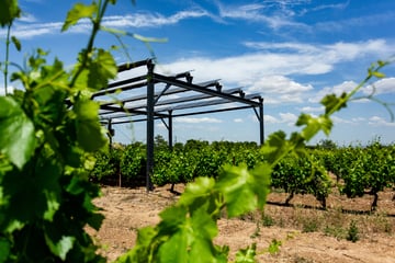 Premiers résultats de l’expérimentation agrivoltaïque de Sun’Agri à Piolenc