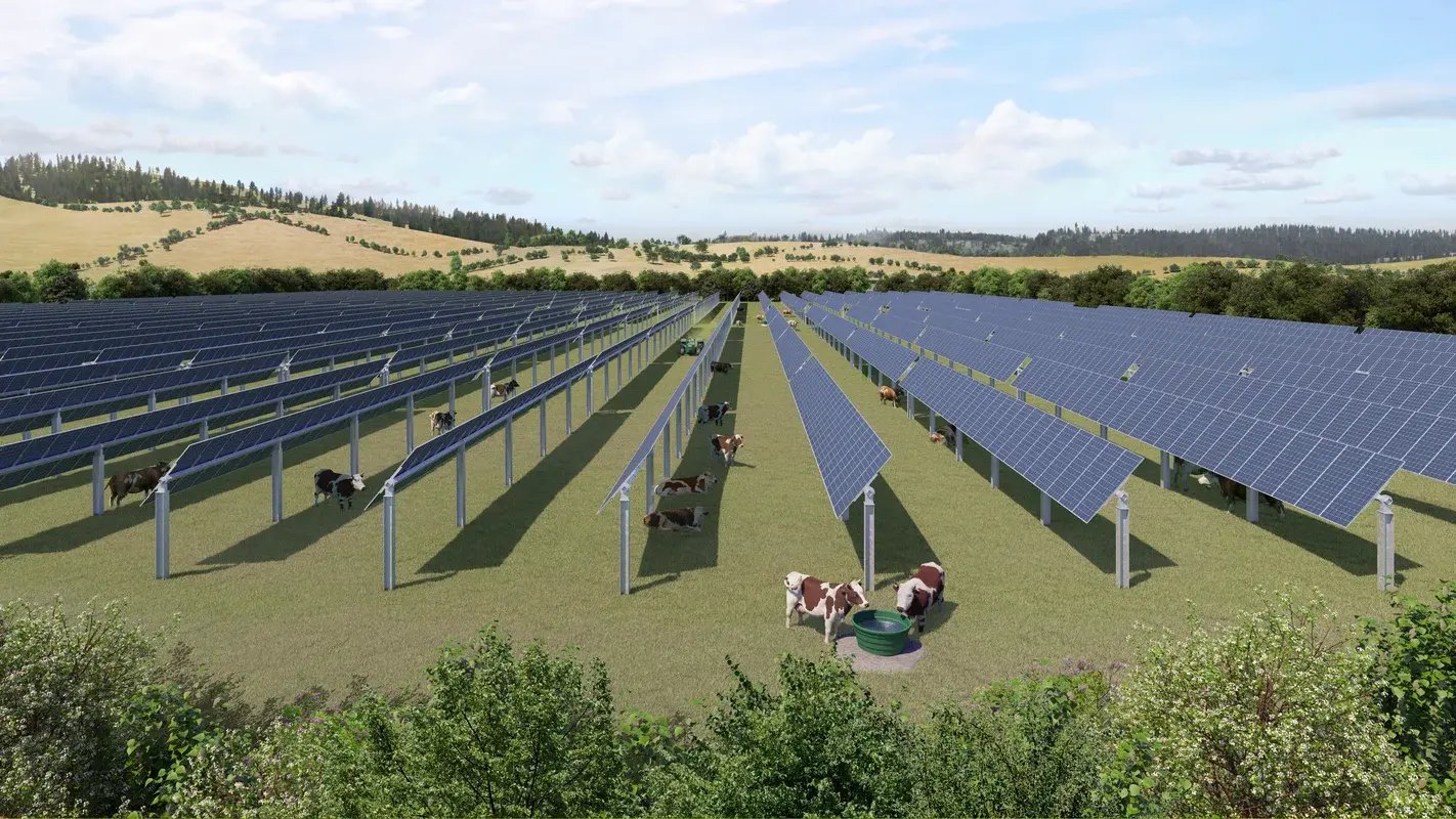agrivoltaisme-elevage-bovin