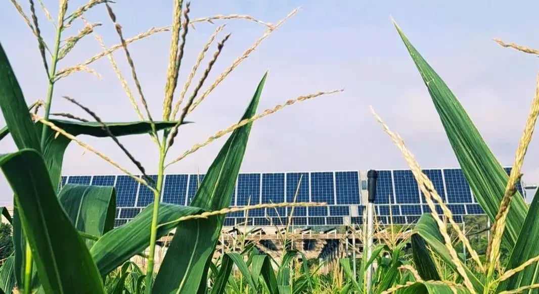 champ-mais-agrivoltaisme