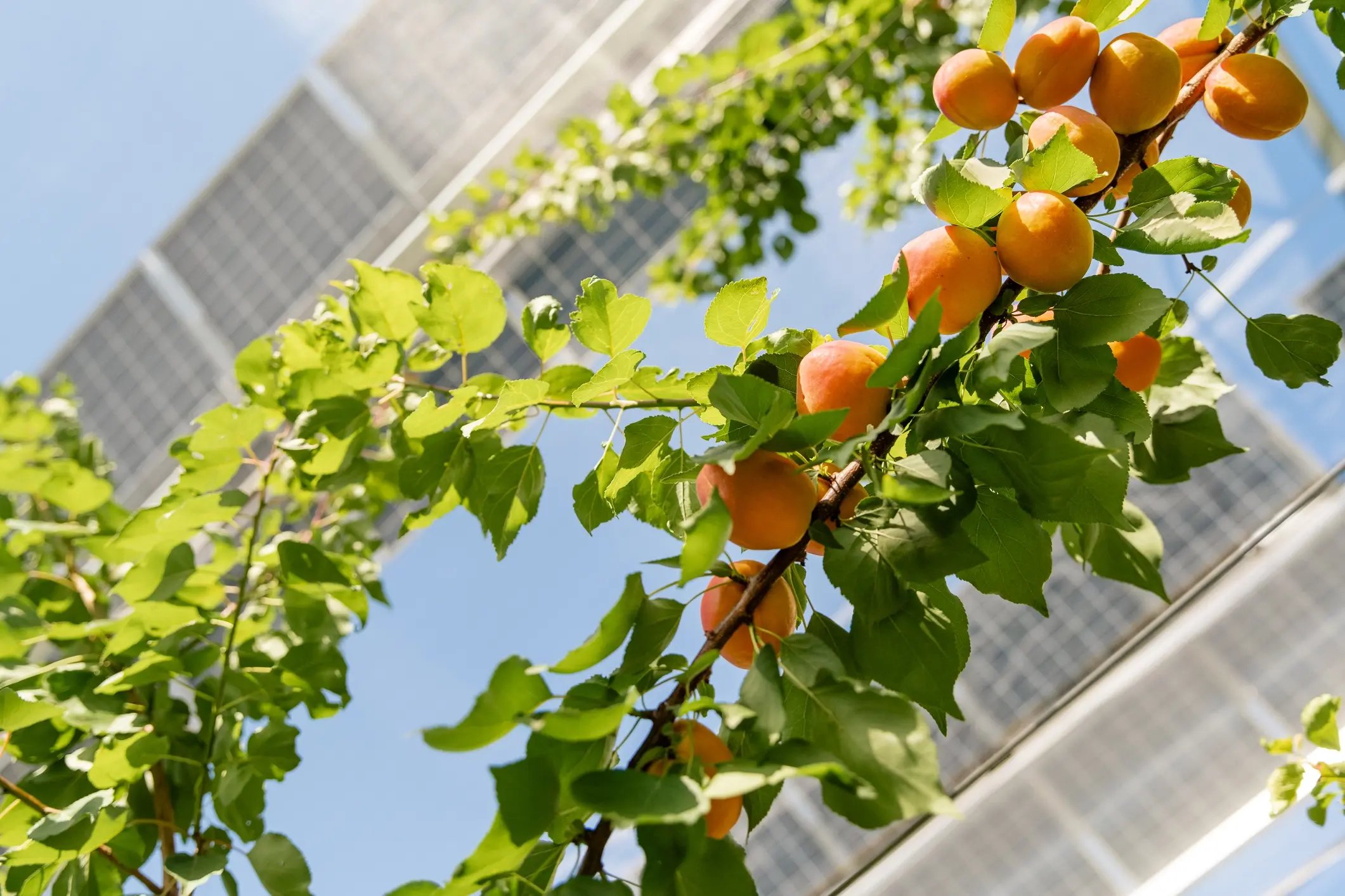 abricots-agrivoltaisme