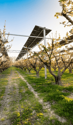 cerisiers-agrivoltaisme