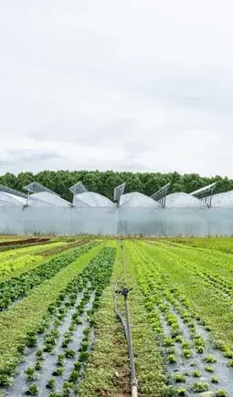serre-agrivoltaique