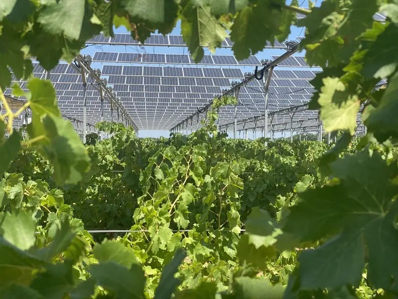 vigne-agrivoltaisme