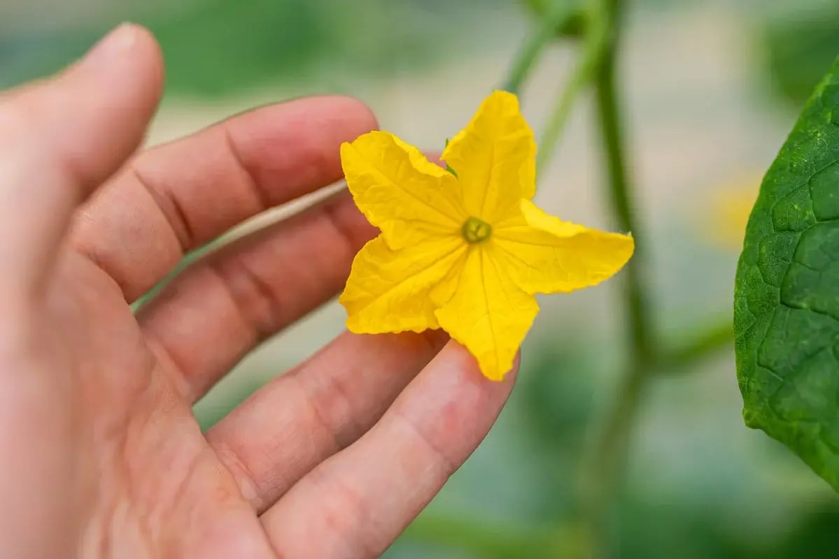 fleur de courgette