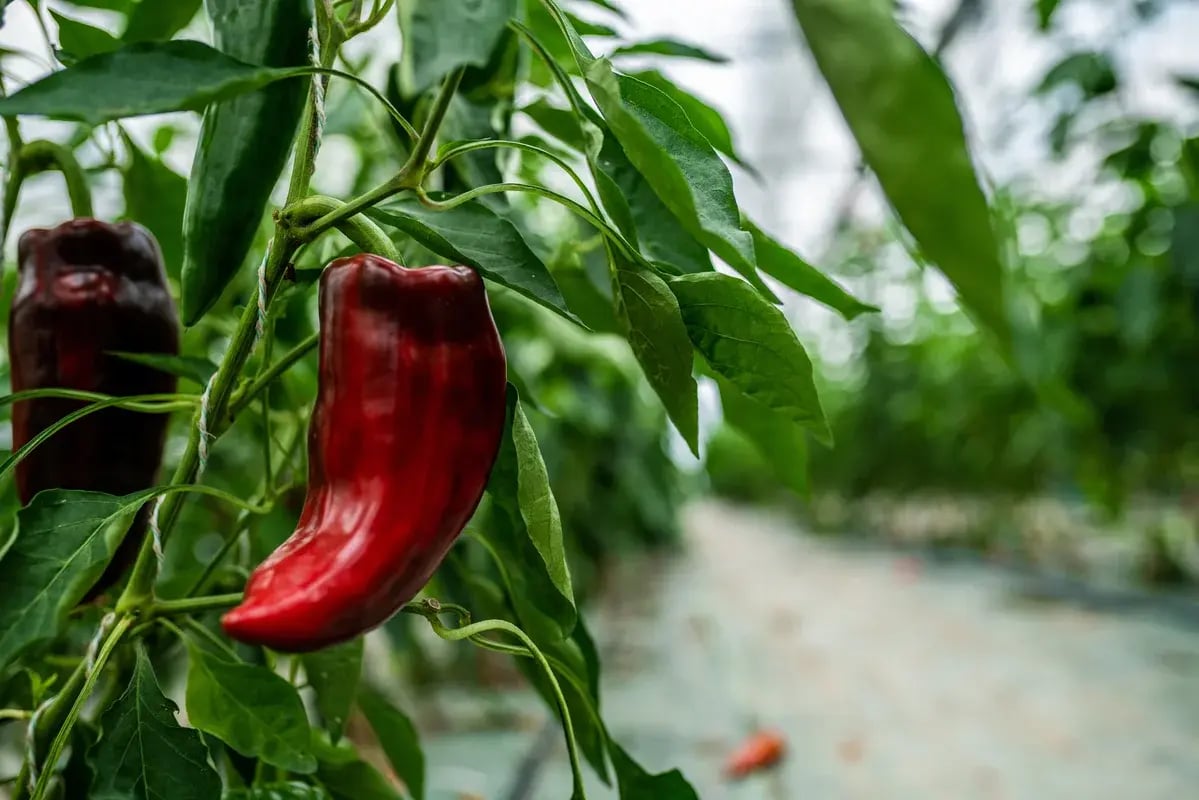 piment