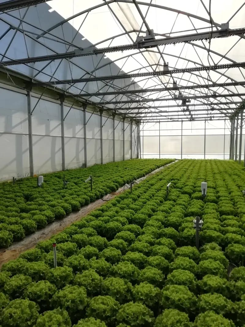 salades-serre-agrivoltaique