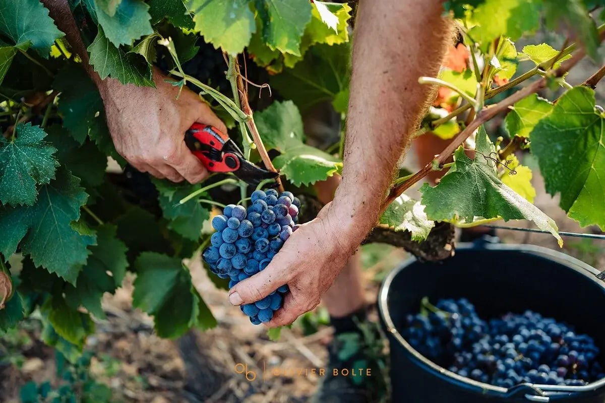 vendanges-manuelles