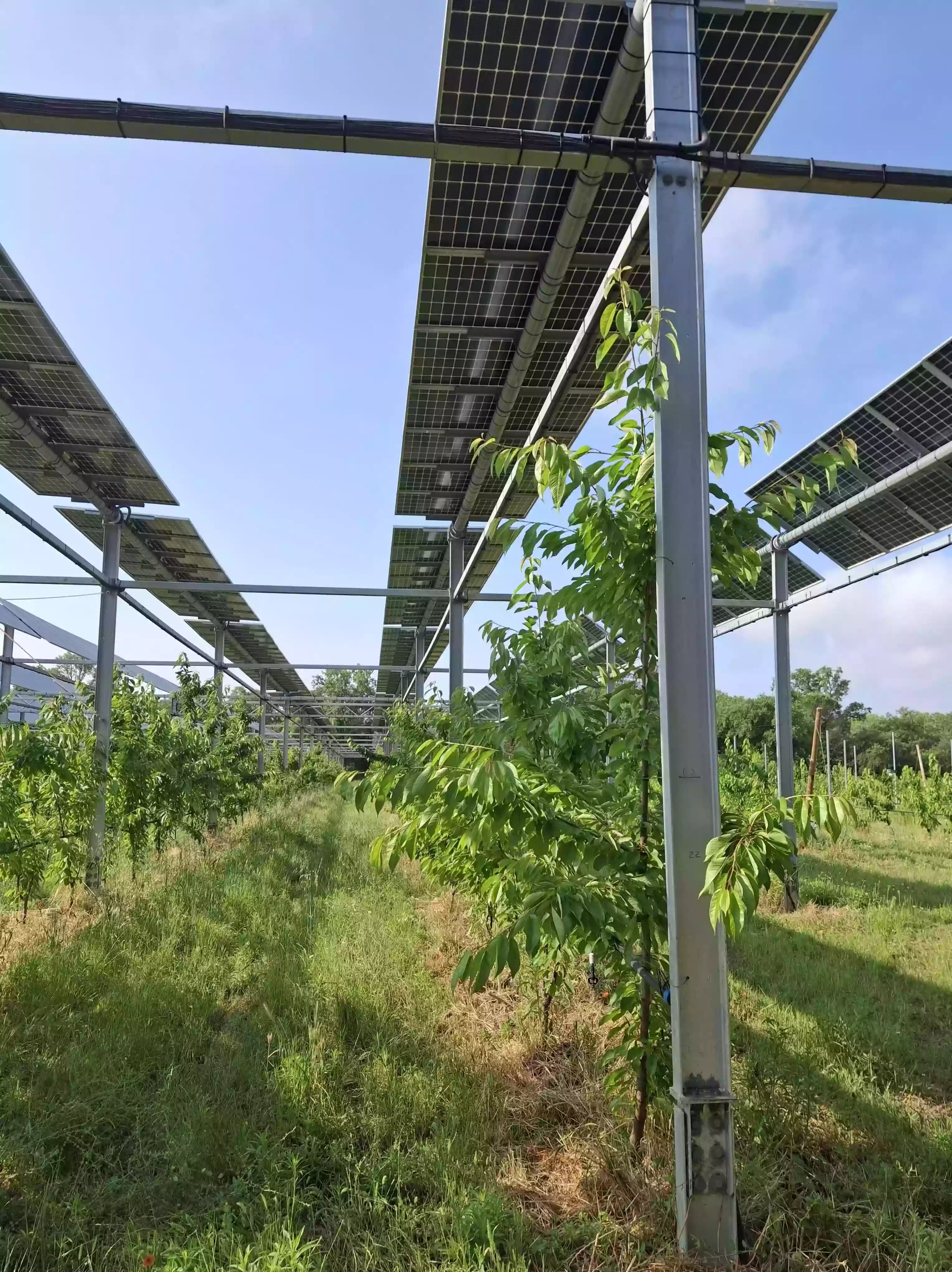 Cerisiers sous l installation agrivoltaique de Sun Agri a Carpentras