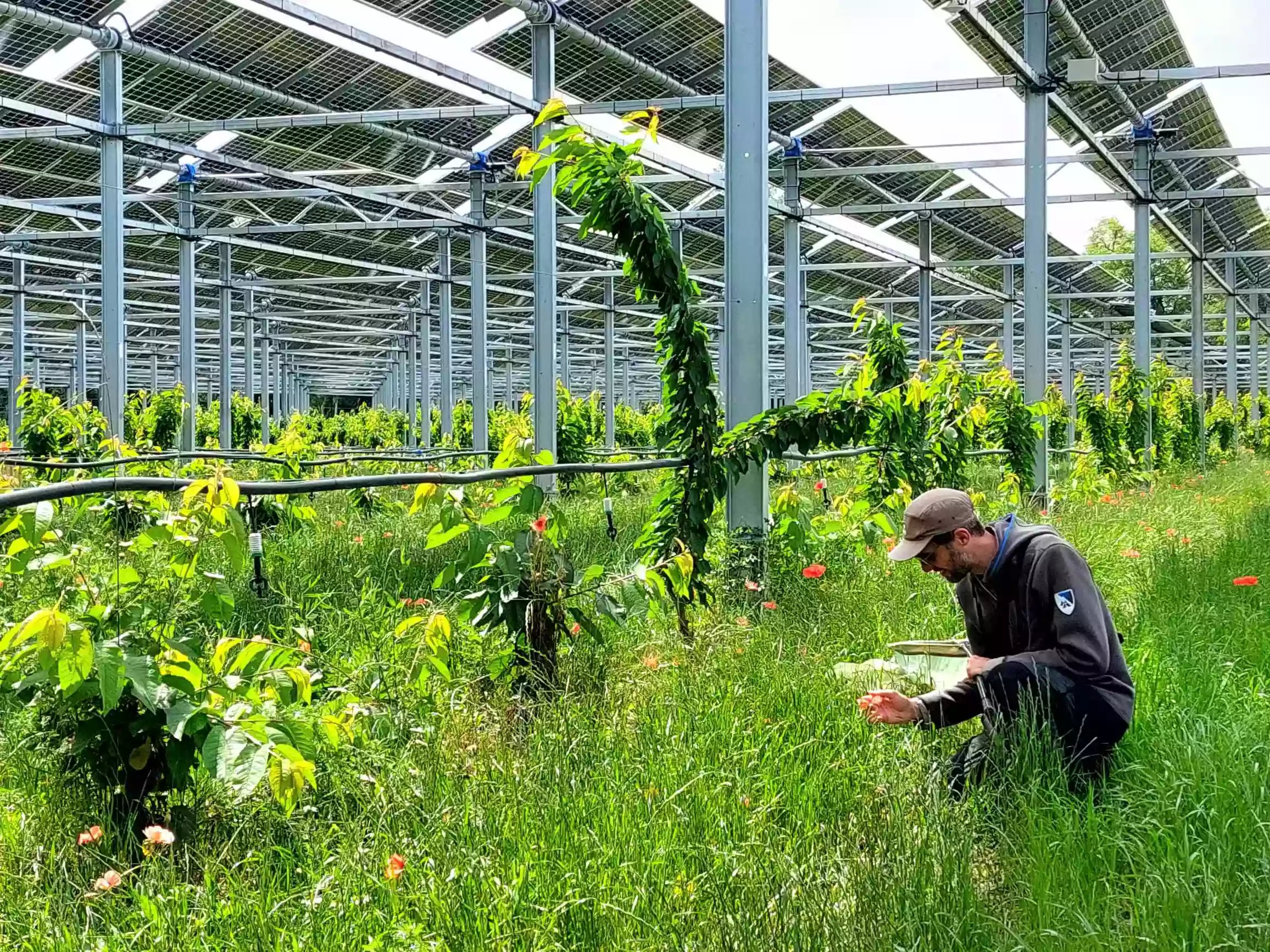 Observation des Cerisiers sous l installation agrivoltaique de Sun_Agri a Carpentras