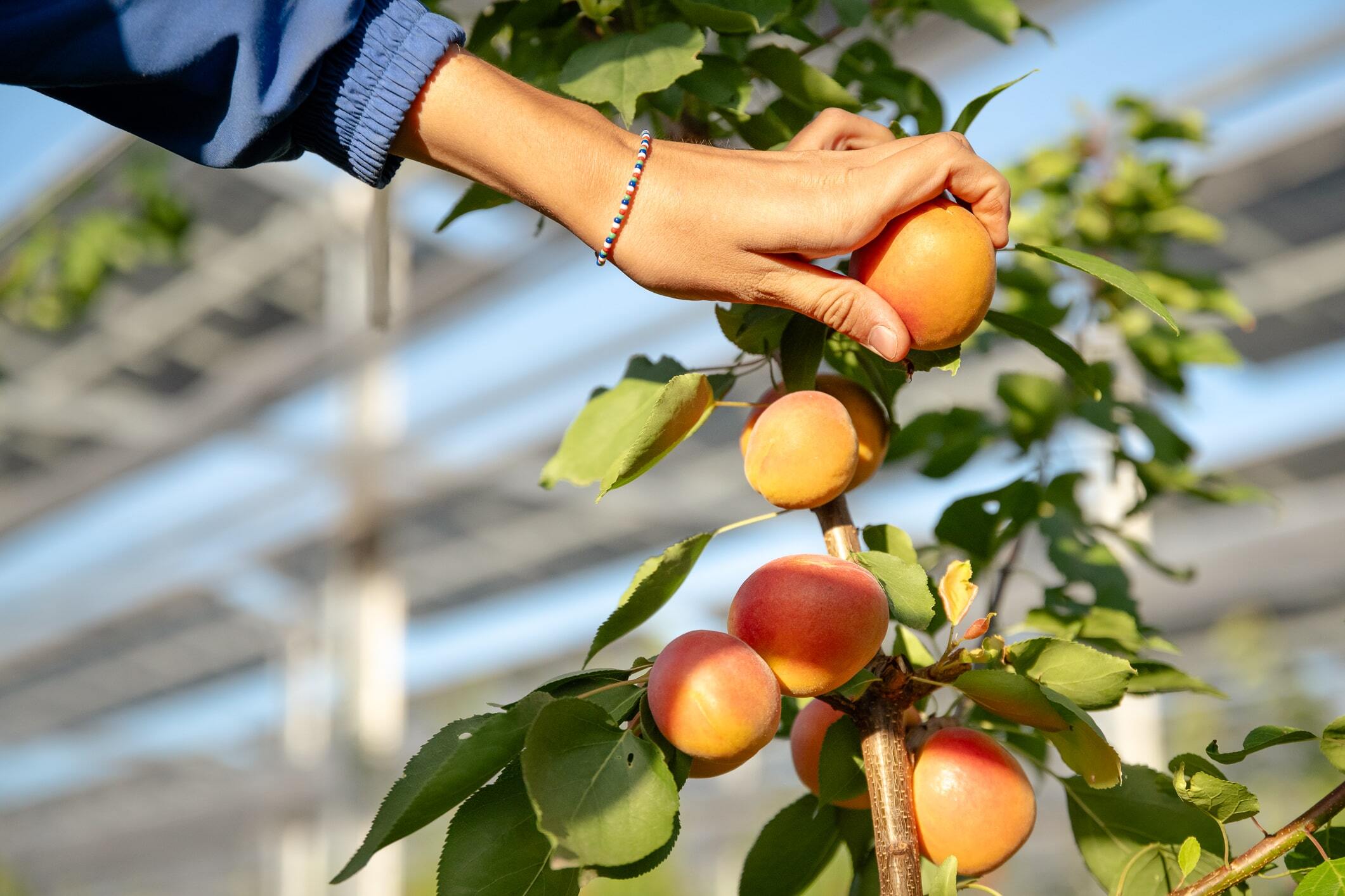 Récolte dabricots sous installation agrivoltaïque de SunAgri