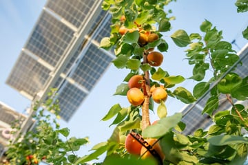 Quelle place pour l’agrivoltaïsme dans la PPE 2025-2035 ?