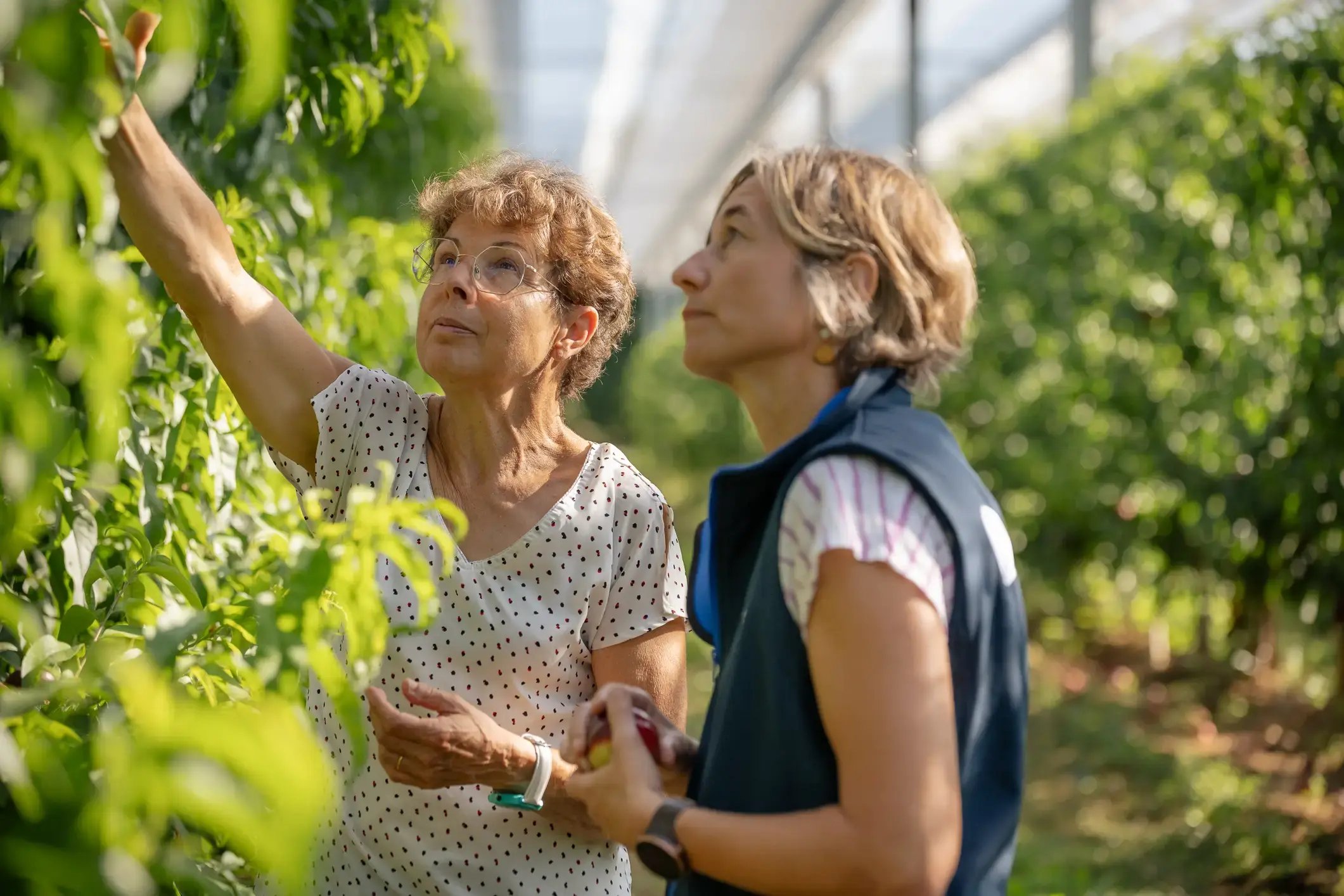Sophie Stevenin et Cecile Magherini dans le verger agrivoltaique de la sefra et sunagri a etoile sur rhone