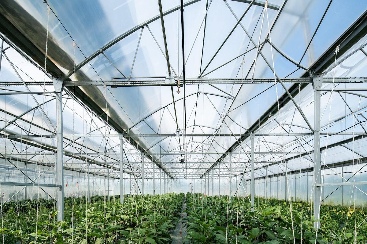 salade sous serre agrivoltaïque de SunAgri à Granges-sur-Lot