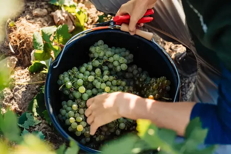 Photo d'un seau de raisins durant les vendanges manuelles