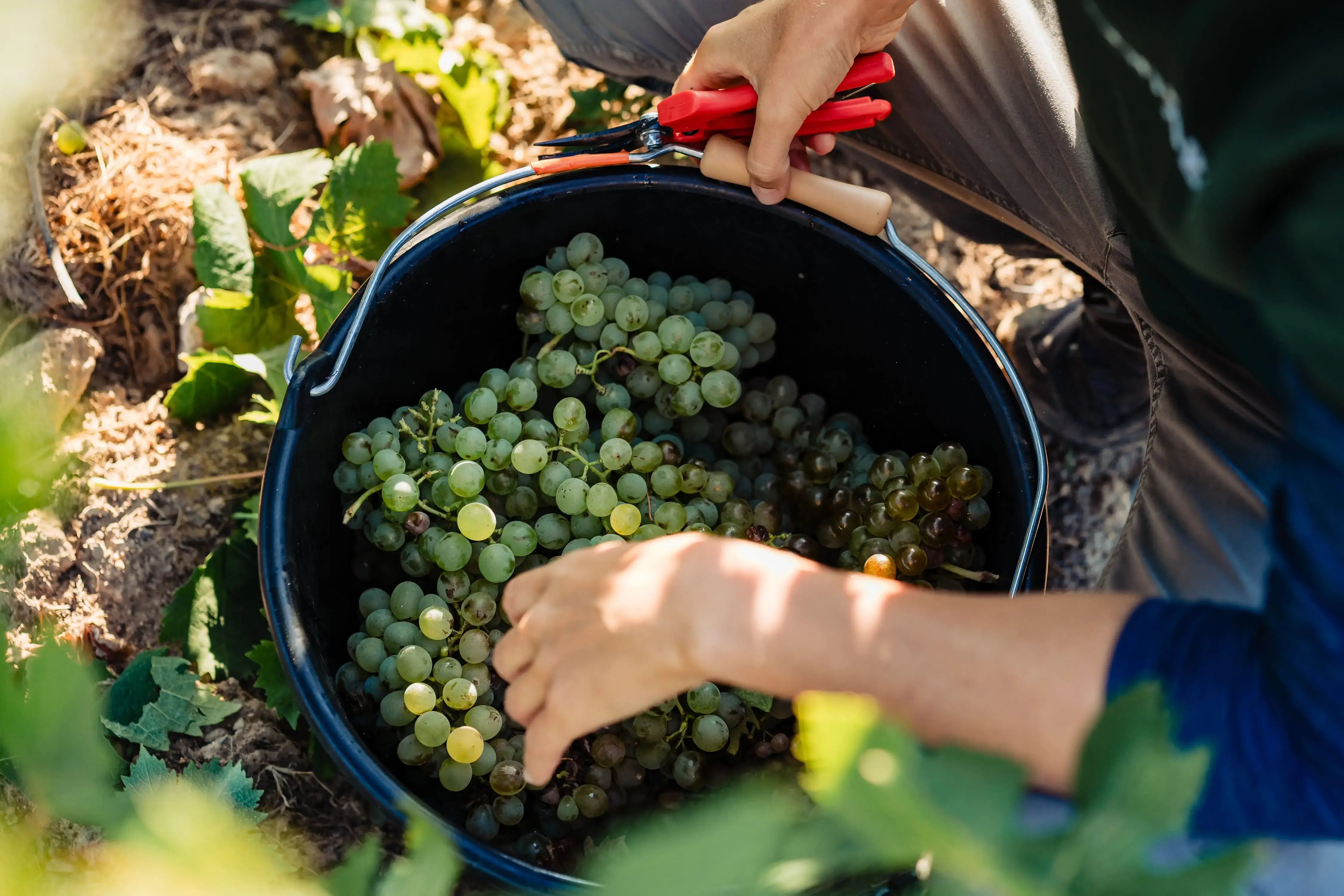 vendanges