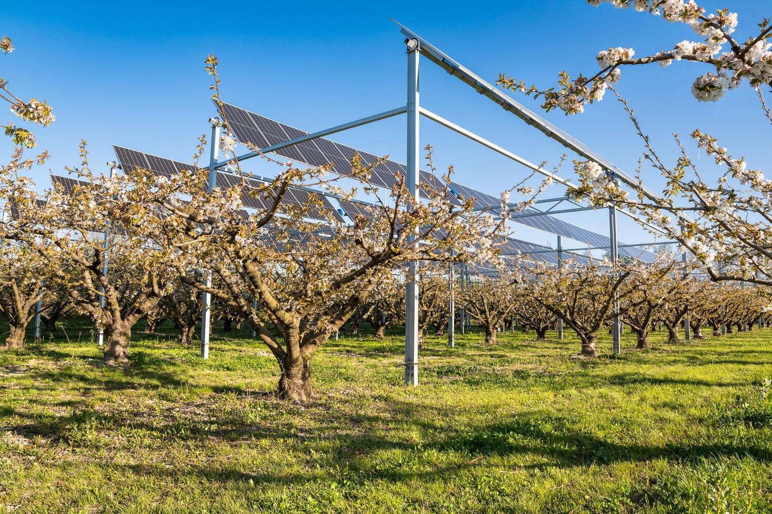 Cerisiers en fleur à Loriol-sur-Drôme