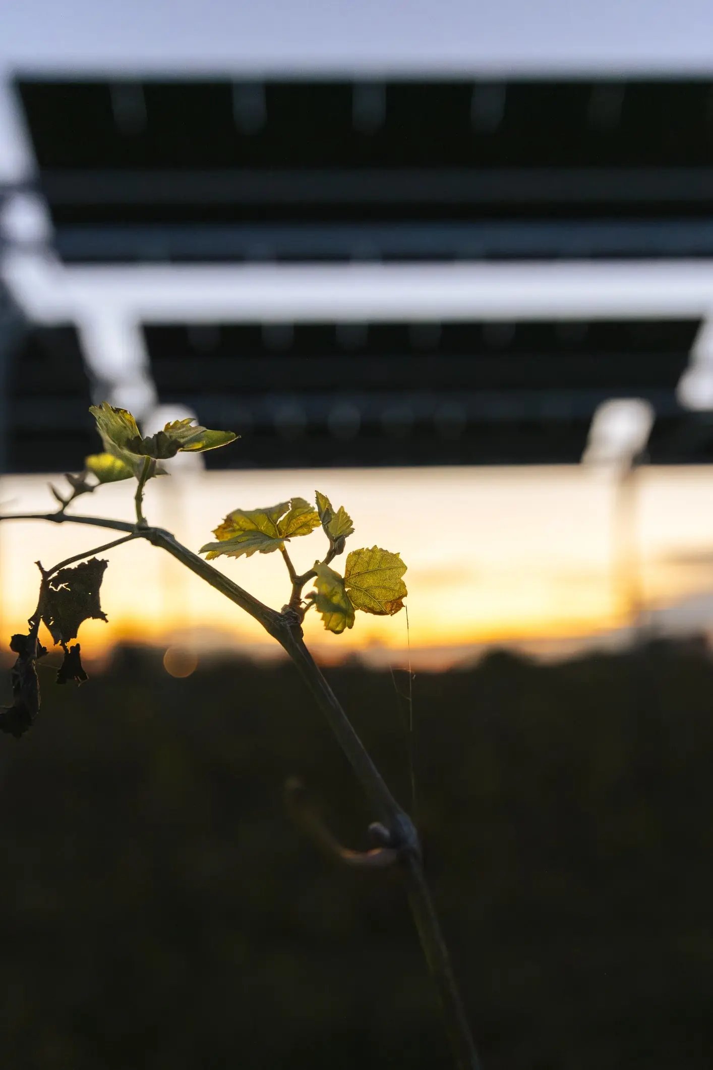 Jeune vigne sous installation agrivoltaique de SunAgri a Rodilhan
