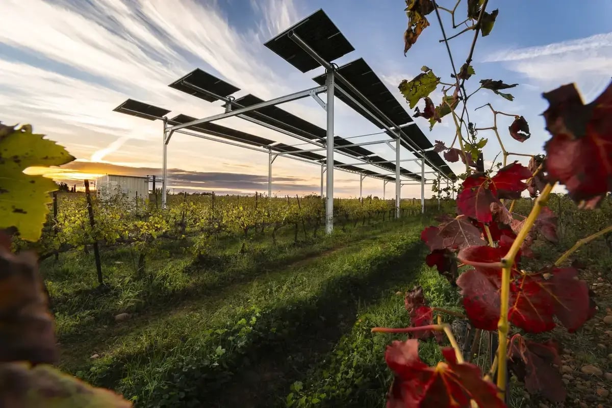 Vue depuis la vigne de l'installation agrivoltaïque de Rodilhan