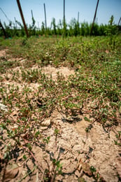 Canicule 2026 : l’adaptation de l’agriculture n’est plus une option