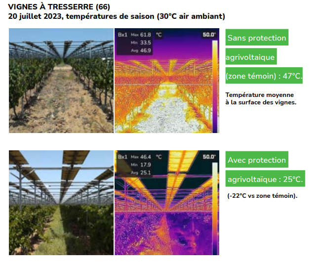 image caméra thermique entre zone témoin et zone protégée par agrivoltaïsme