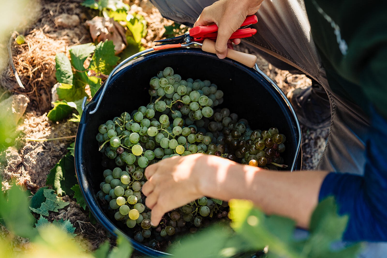 Vendanges de raisins blancs