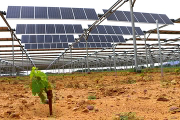 Au domaine de Nidolères, des vignes protégées du soleil grâce à des persiennes…solaires