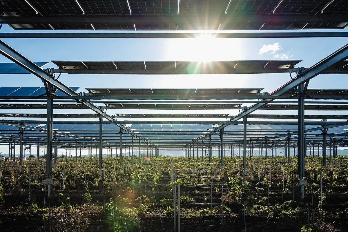 Vigne sous protection agrivoltaïque