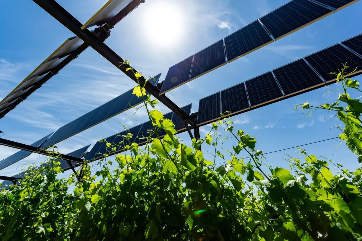 Dispositif expérimental sur vignes à Piolenc