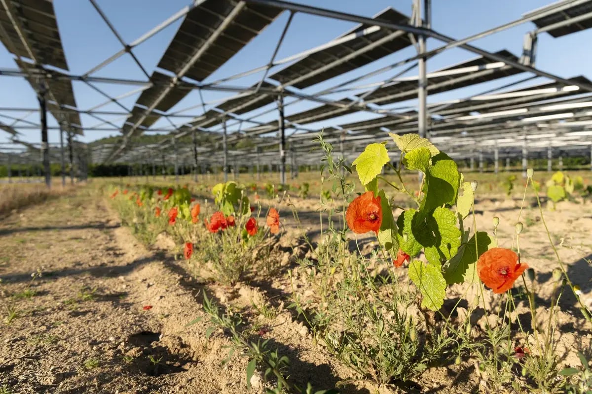 Inauguration du site agrivoltaïque de Saint-Restitut
