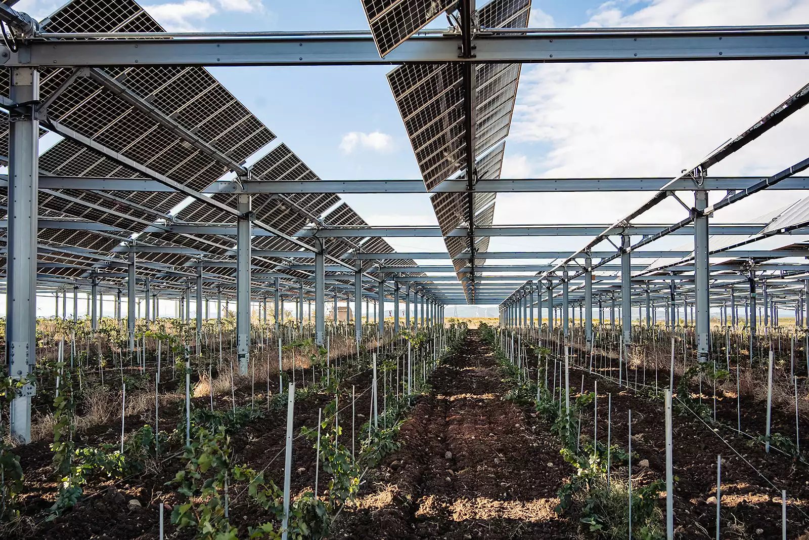 agrivoltaisme-dynamique-sur-vigne