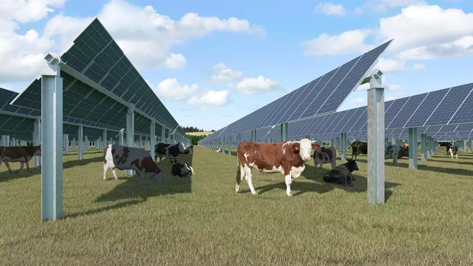 agrivoltaisme-elevage-bovin