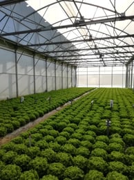 Agrivoltaïsme, Engie Green se lance avec Sun’Agri