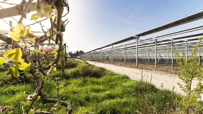 Vue d'une installation agrivoltaïque en culture arboricole