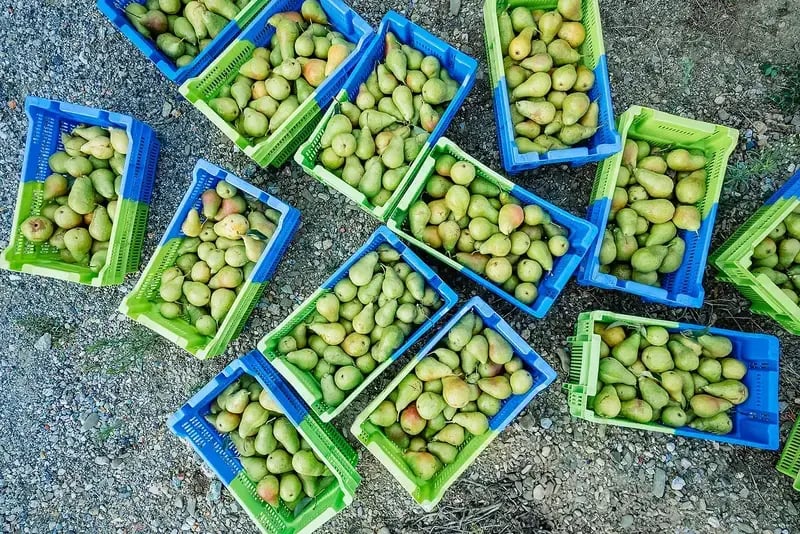 Caisses de poires durant la première récolte agrivoltaïque