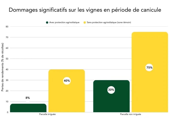 graphique des dommages sur les vignes causes par la canicule sous agrivoltaisme et sur la zone temoin par sunagri-1