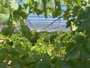 Sécheresses records : l’agrivoltaïsme protège vos vignes