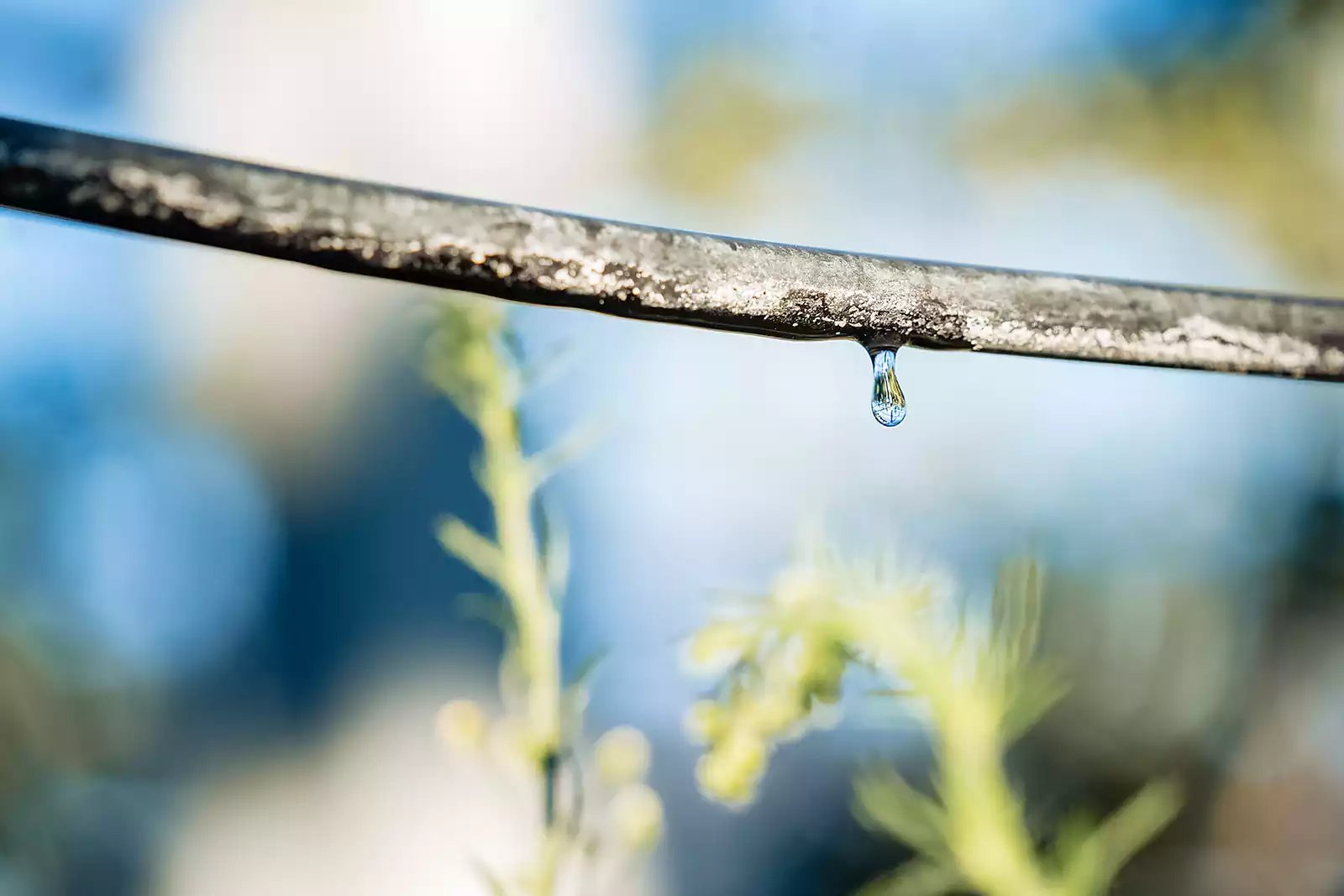 irrigation-arboriculture
